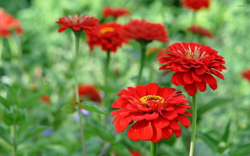 Paudha Zinnia Red Seed  (32 per packet)