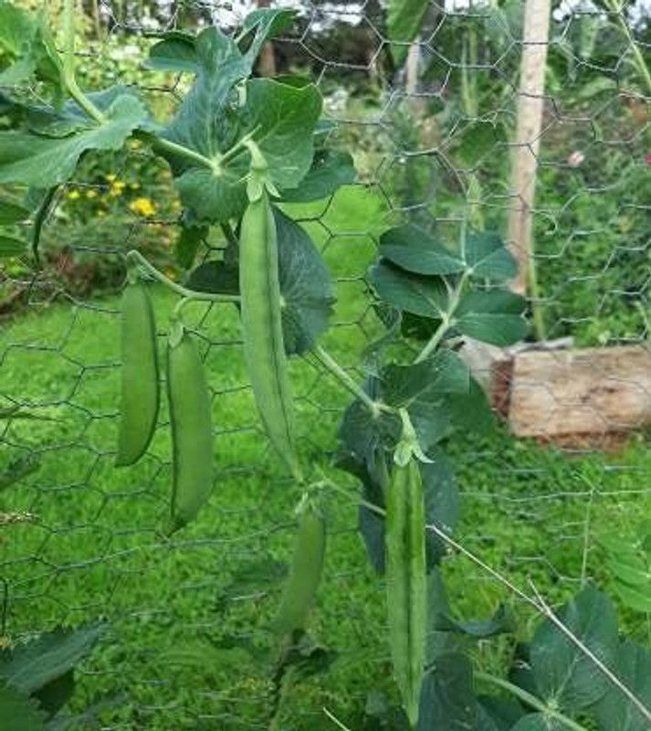 KANAYA Pea (Matar) Seed  (375 per packet)