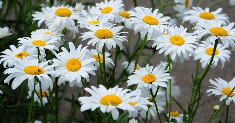 Mozette Hybrid Daisy white Seed  (65 per packet)