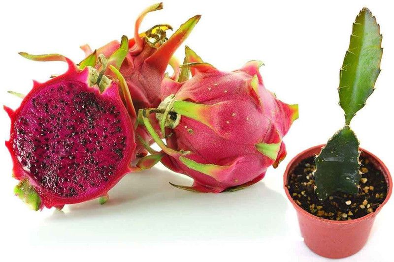 Mozette Hybrid Dragon fruit Seed  (55 per packet)