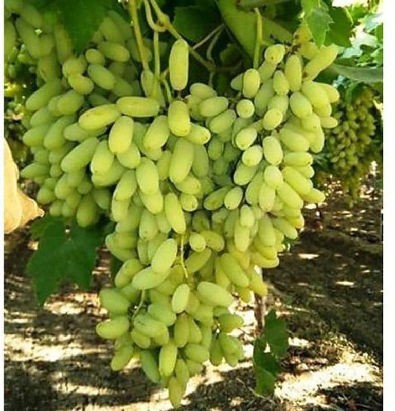 XOLDA Grapes Seed  (33 per packet)