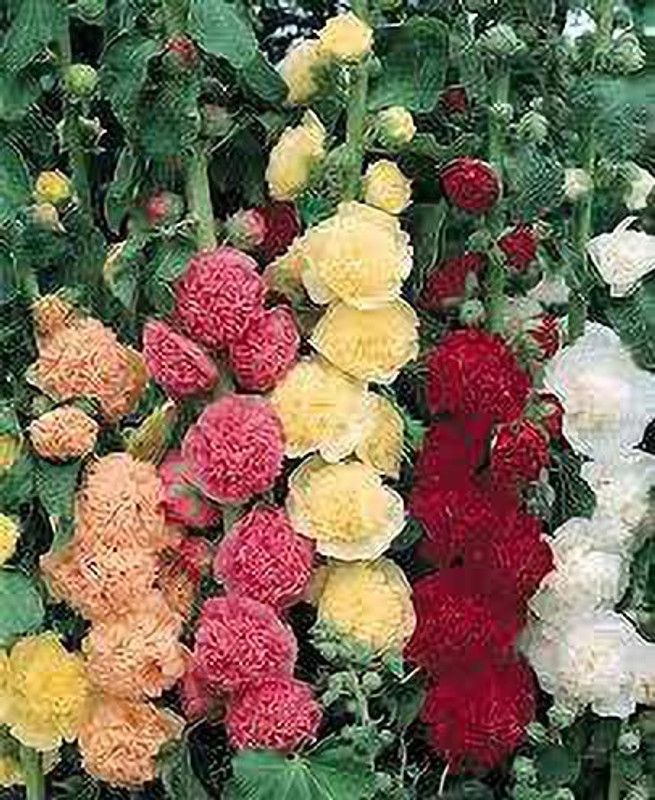 Nodoc Hollyhock Seed  (50 per packet)