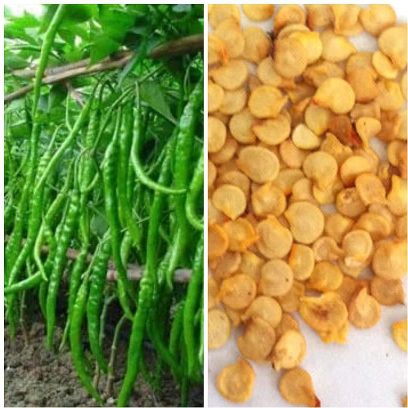 KANAYA Pepper Chilli Hybrid Seed  (50 per packet)