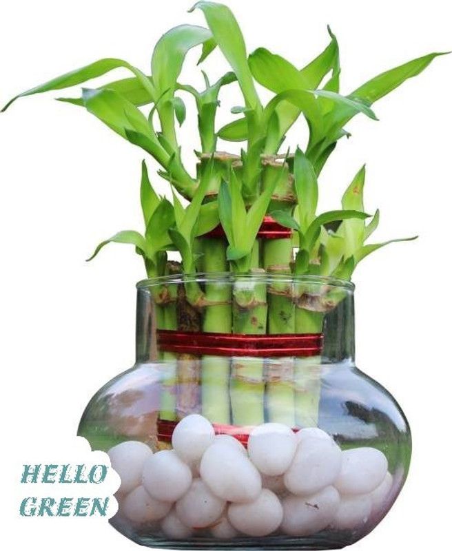 Hello Green Two Layer Bamboo Plant  (Hybrid, Pack of 1)
