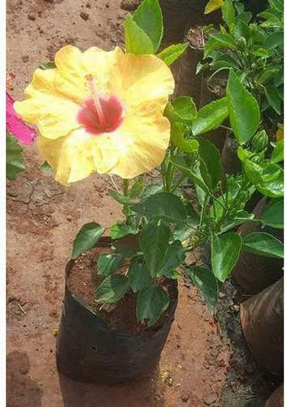 My Dream Nursery Hibiscus Plant  (Hybrid, Pack of 1)