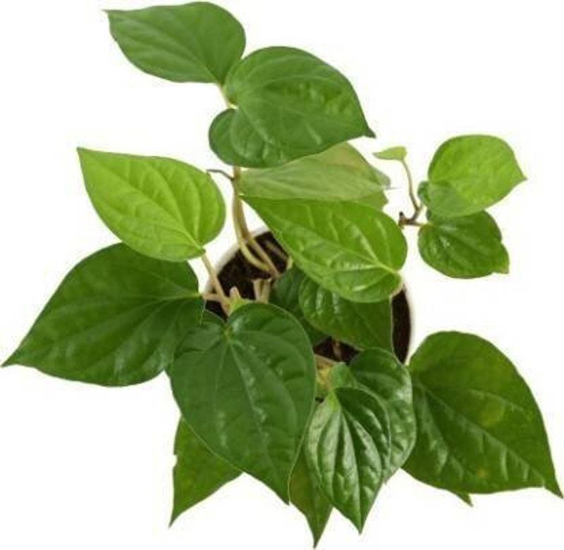 Unique garden Betel Leaf Plant  (Hybrid, Pack of 1)