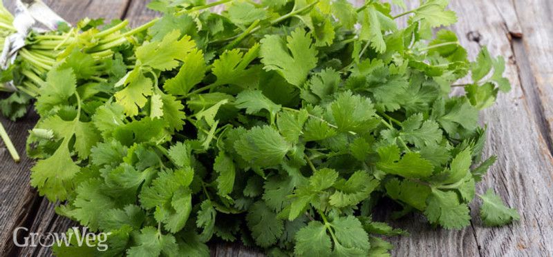 PMB Organic Coriander Seed  (22 per packet)