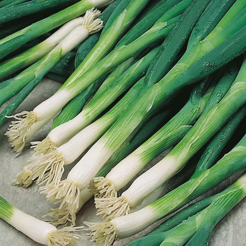XOLDA Organic Bunching Onion Seed  (57 per packet)