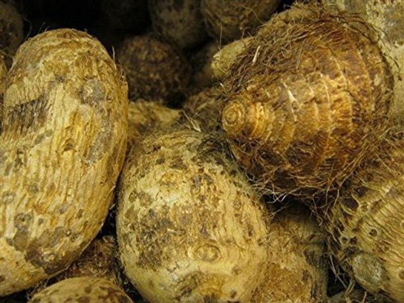 KANAYA Arbi Taro root Outdoor Gardening vegetable Bulbs Seed  (3 per packet)