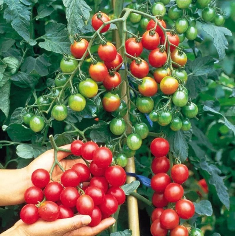 MAA Cherry Tomato, Tomato Seed  (190 per packet)