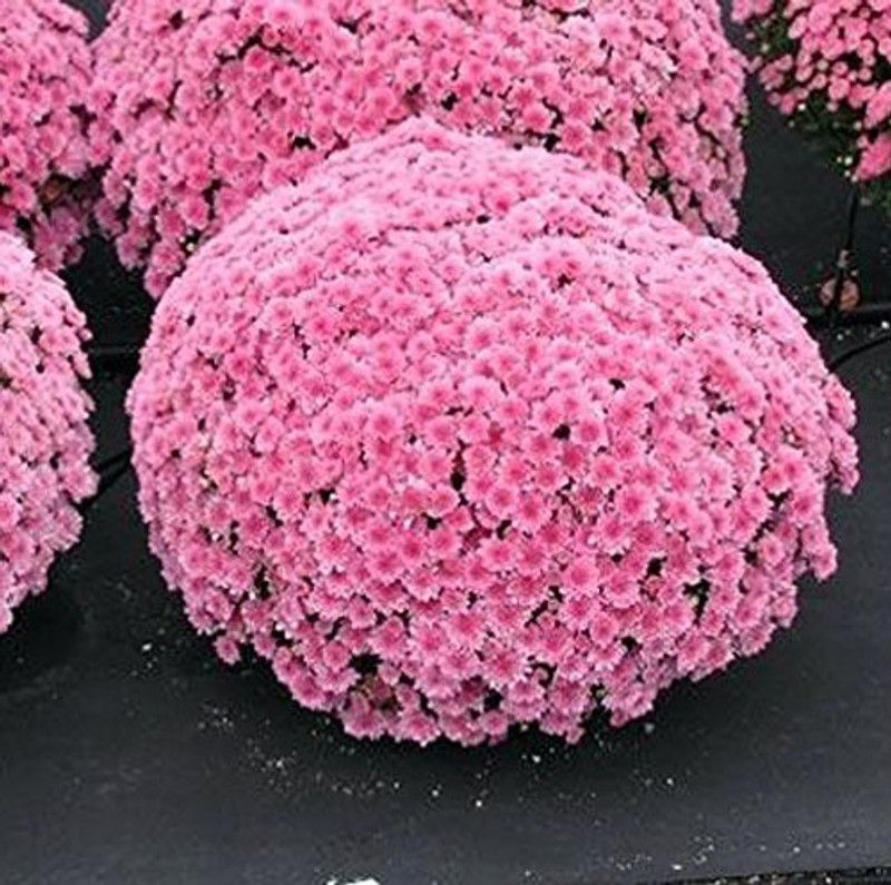 CYBEXIS Chrysanthemum Seeds - Pure Pink Seed  (50 per packet)