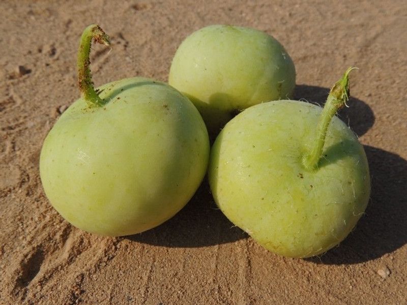 KLARKEE Org_91_Vegetable Seeds Apple Gourd Seeds Seed  (50 per packet)
