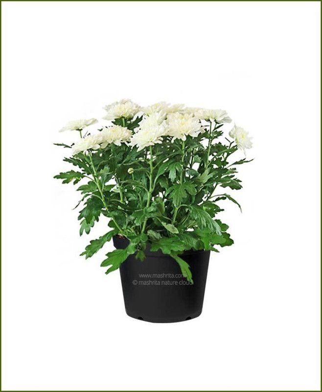 XOLDA Chrysanthemum white Seed  (70 per packet)