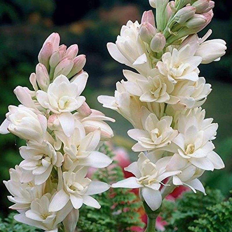 EZtect Tuberose/Rajnigandha Plant  (Hybrid, Pack of 1)