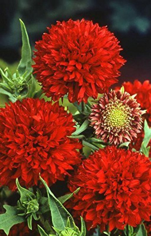 CYBEXIS Gaillardia Double Red Summer Flower Seed Seed  (1 g)