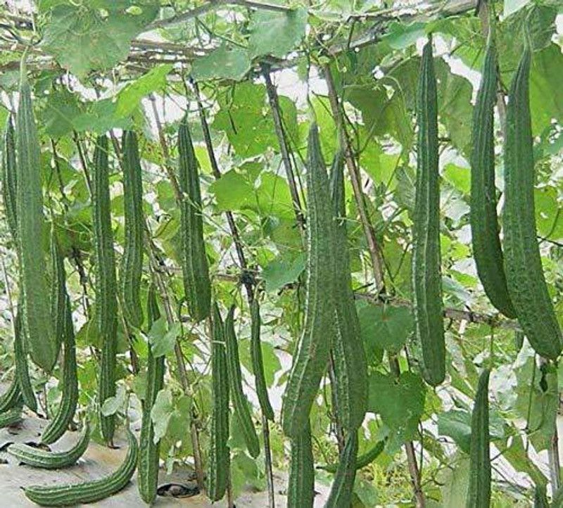 KANAYA Dhari Tori (Ridge Gourd) Hybrid Vegetable Seed  (30 per packet)
