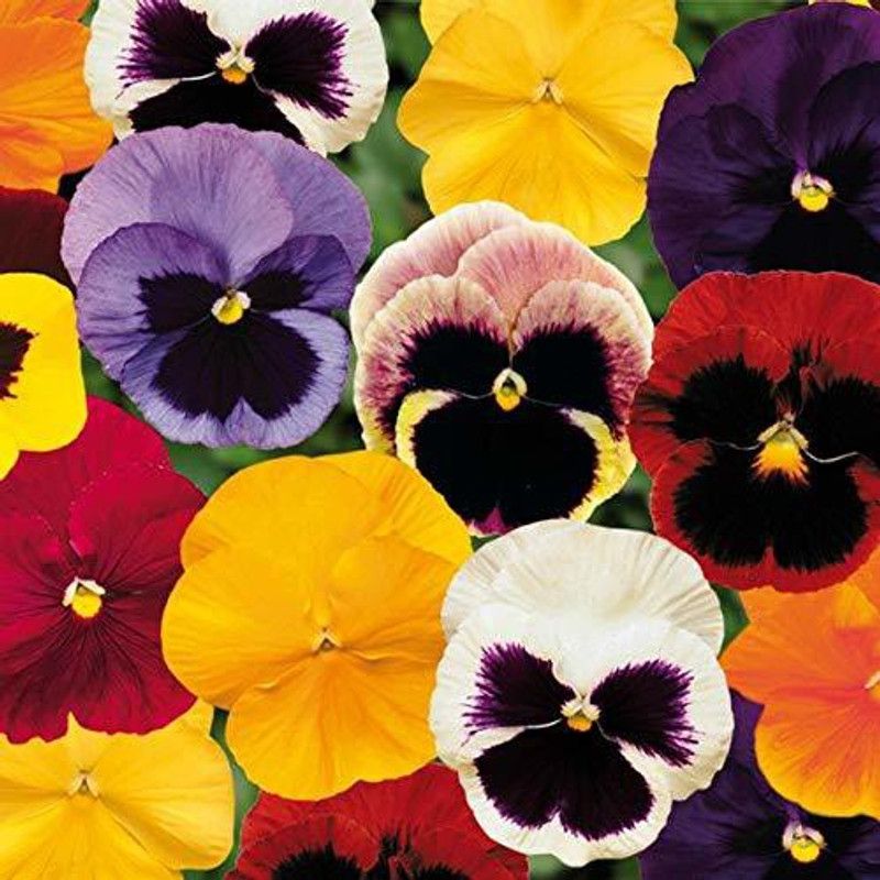 CYBEXIS Pansy F1 Blotch Mixed Color Flowering Seeds Seed  (1 g)