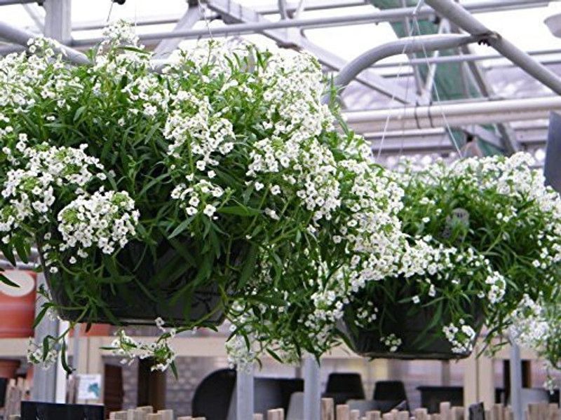 CYBEXIS Alyssum Seeds Flowering Plant Garden Seed  (1 g)