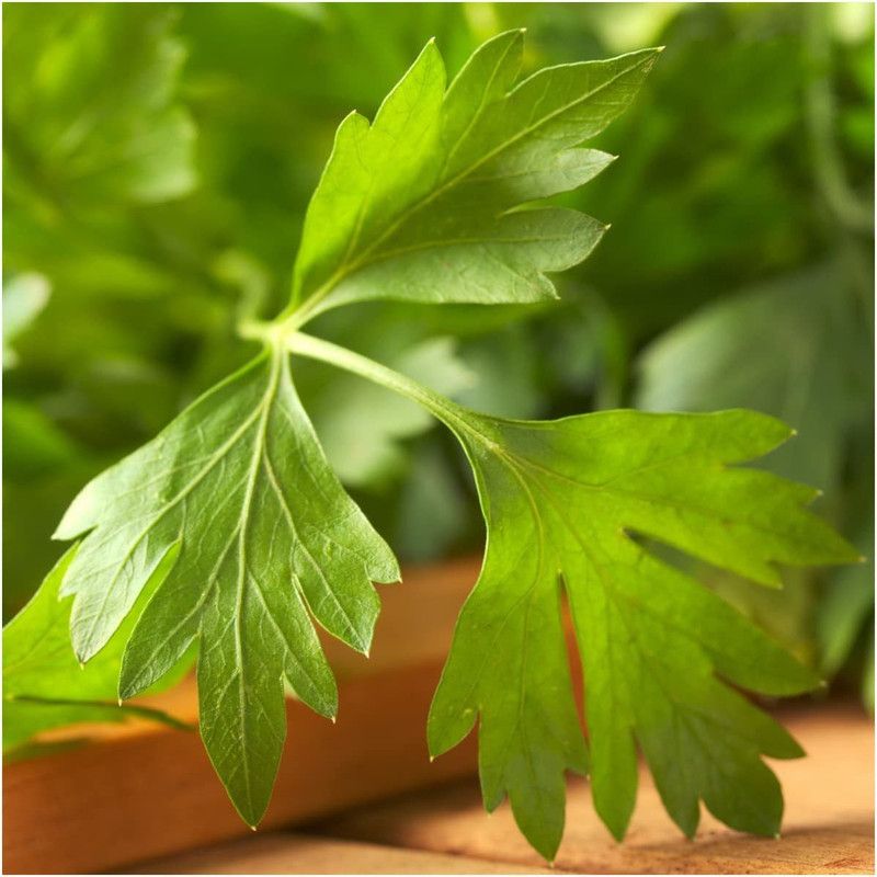 WILLVINE TLX-12 Dark Green Italian Flat Leaf Parsley Seed  (1000 per packet)