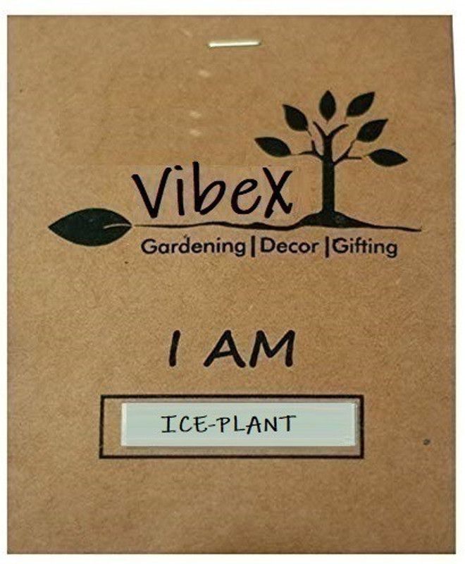 CYBEXIS Ice Plant Mixed Flower Seeds Seed  (1 g)