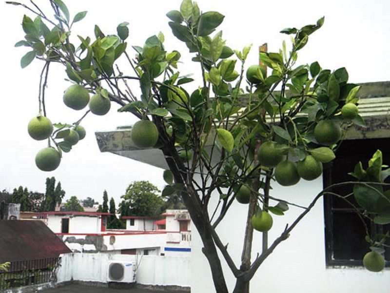 WILLVINE ™Mosambi Citrus Limetta -Indian Sweet Seeds Seed  (100 per packet)