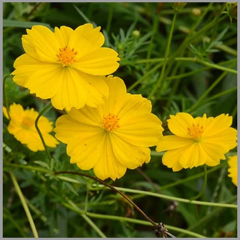 CYBEXIS Cosmos Yellow (Mexican Aster) Flower Seeds Seed  (25 per packet)