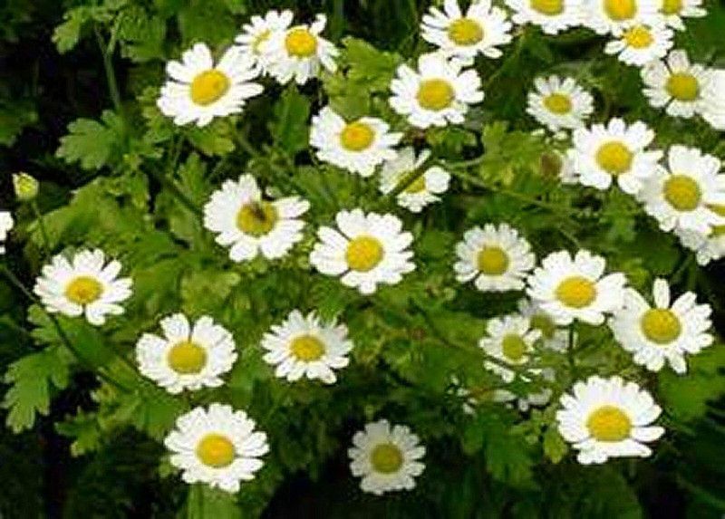 CYBEXIS Chrysanthemum Parthenium Seeds Seed  (25 per packet)