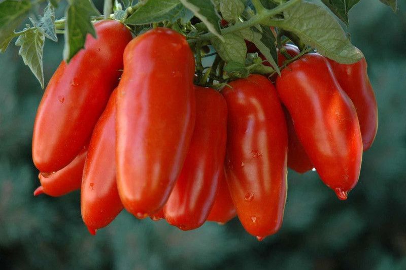 Qualtivate ® San marzano Tomato seeds American Sam merzano F1 Hybrid Seed  (100 per packet)