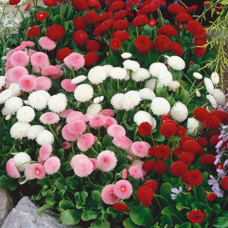 XOLDA Exotic Daisy Mix Flower Seed  (72 per packet)