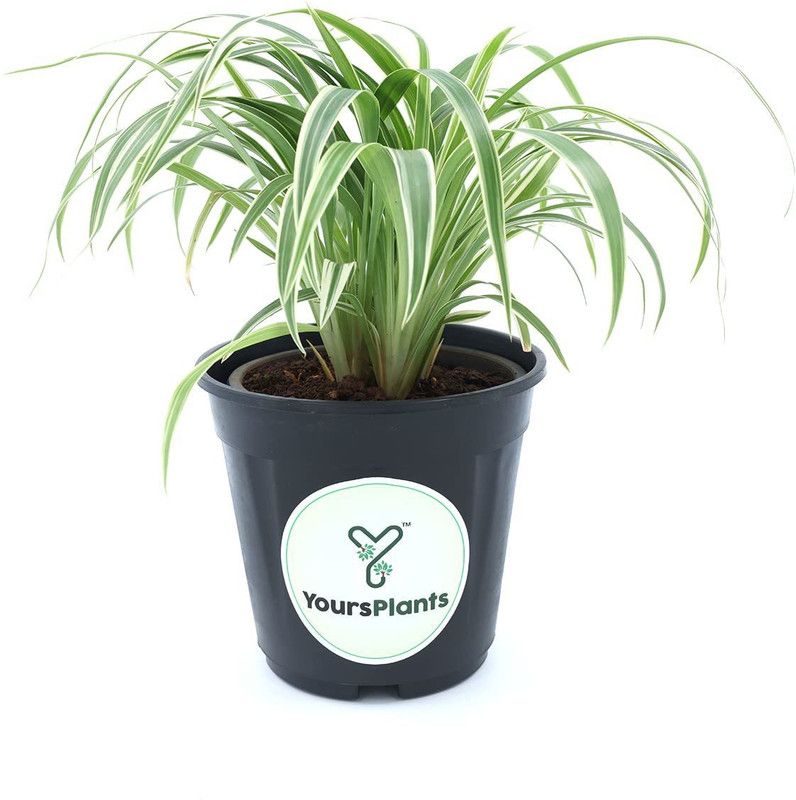 YoursPlants Spider Plant  (Hybrid, Pack of 1)