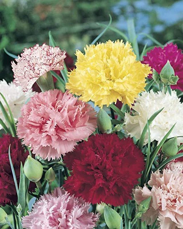 Mozette Carnation Flower Seed  (37 per packet)
