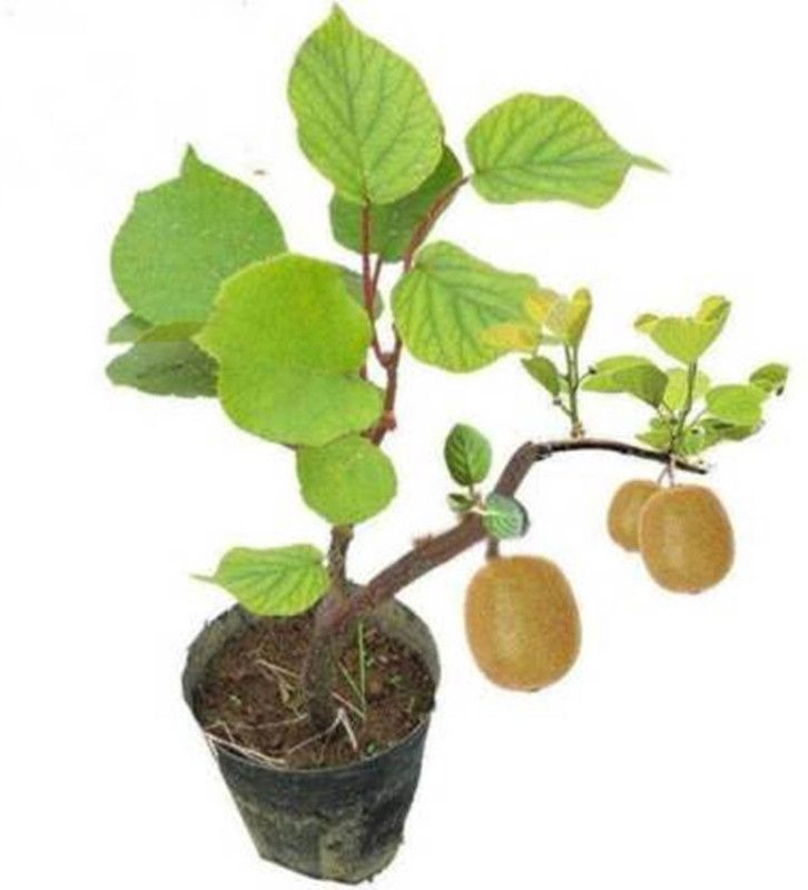 PEARL imported bonsai kiwi fruit plant( 180 Seeds ) Seed  (180 per packet)