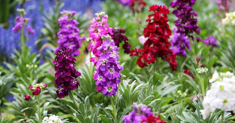 Mozette Stock Seed  (45 per packet)