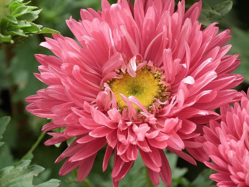CYBEXIS Aster Pomponent Formula Red Mix Seeds Seed  (50 per packet)