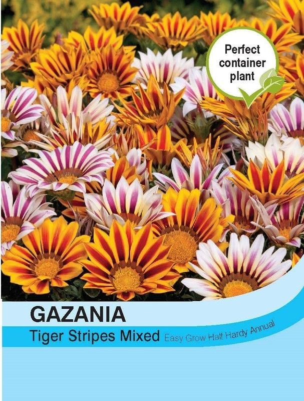 CYBEXIS Gazania Tiger Stripes Mixed Seed  (50 per packet)