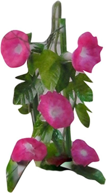 Futaba Mini Morning glory - Pink - 100 Pcs Seed  (100 per packet)