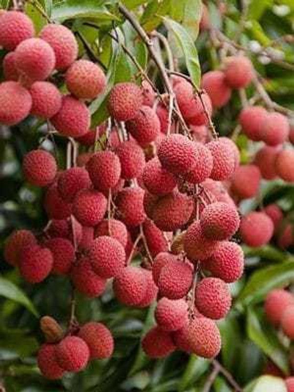 Rainbow Garden Litchi Plant  (Hybrid, Pack of 1)