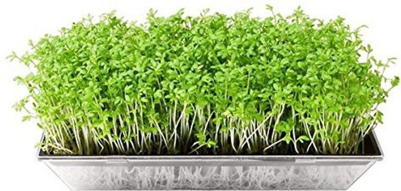 Earth Angels Hybrid Coriander Green Aroma 1 packet seeds Seed Seed  (75 per packet)