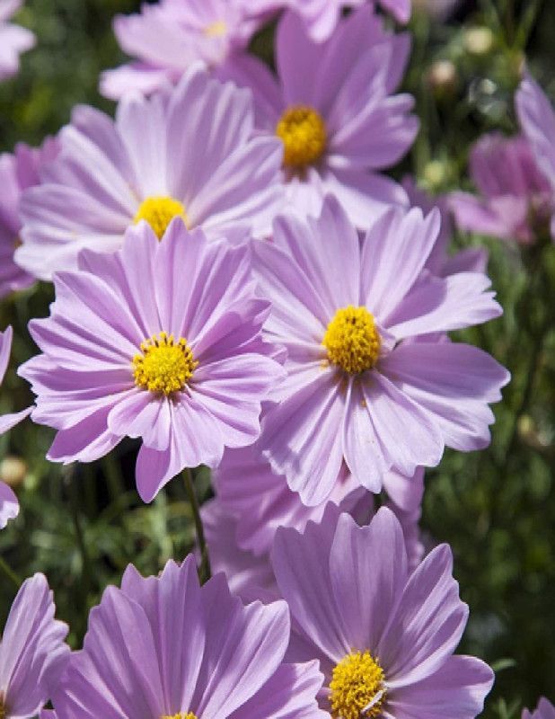 KANAYA Cosmos Mix Color Hybrid Flower Seed  (118 per packet)