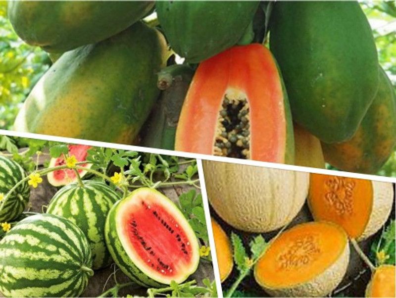 Splorias Watermeloan,Muskmeloan ,Papaya Seed  (70 per packet)