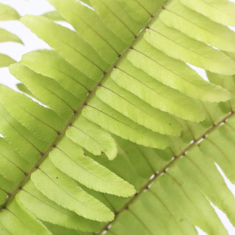 GETFLIX Fern Plant  (Hybrid, Pack of 1)
