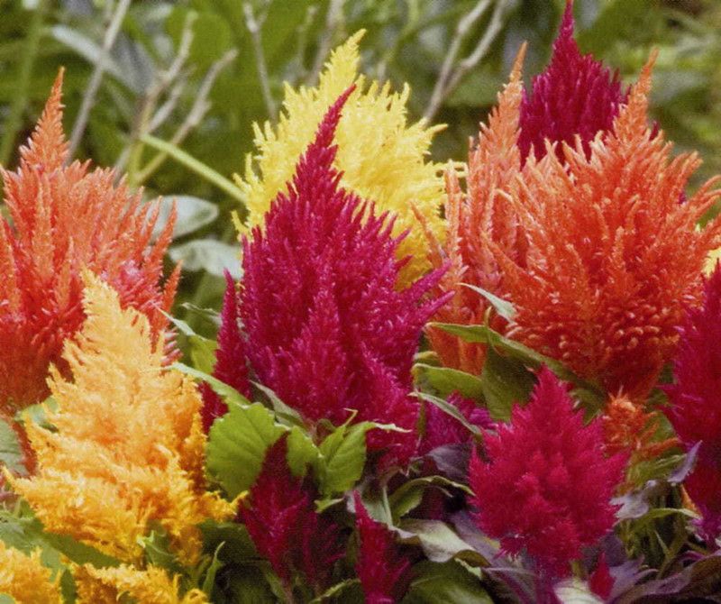 ZIXA Celosia Fresh Look Mix Seed  (40 per packet)