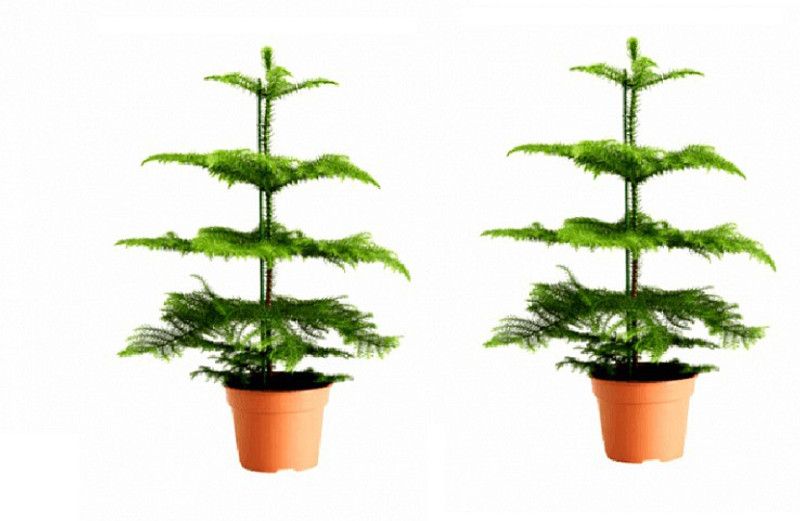 The Nursery Heart Leaf Oxycardium Plant  (Pack of 2)