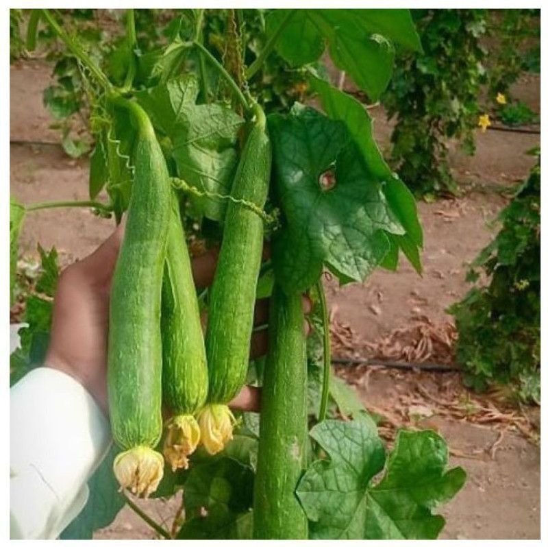 UGRA Sponge Gourd Vegetable Seeds Seed  (150 per packet)