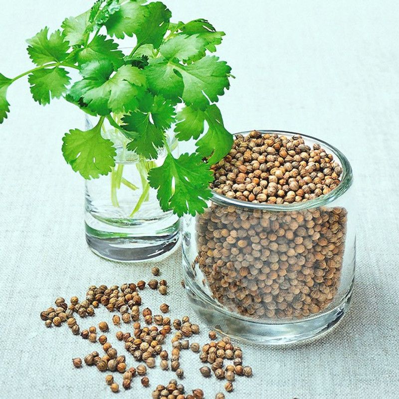 ZIXA Coriander organic Seed  (1000 per packet)