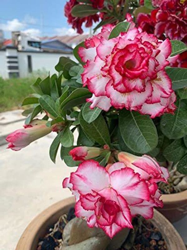 JRYU Adenium Obesum (Desert Rose) Seed  (95 per packet)