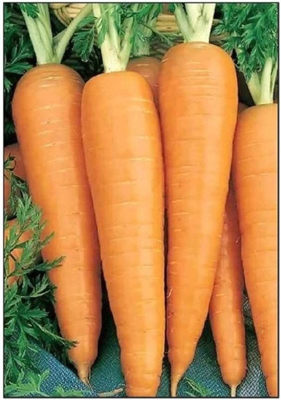 VibeX ® XXL-118 Danvers 126 Carrot Seeds Seed  (500 per packet)