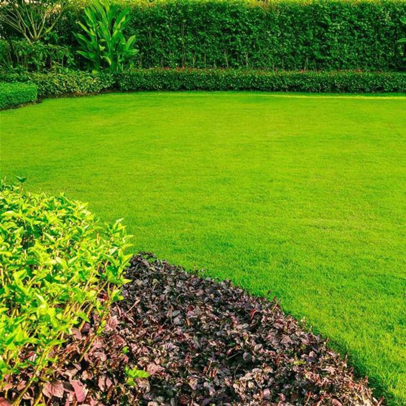 PLANTZON Lawn Grass Seed  (51 per packet)