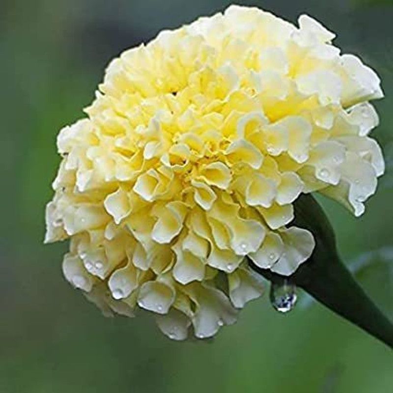 Mozette Hybrid Mari Gold White Seed  (50 per packet)