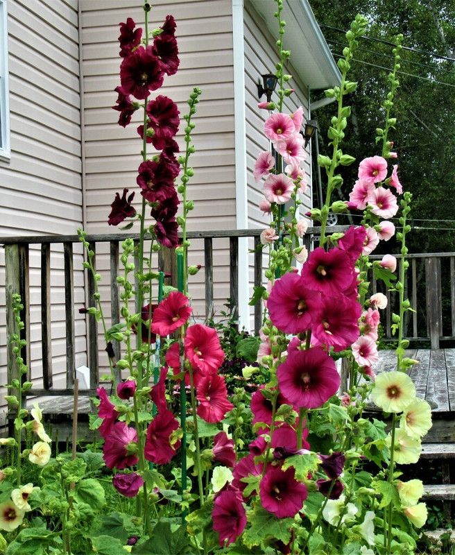 PMB Exotic holly hock Seed  (37 per packet)